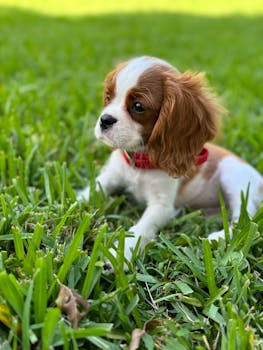 Cute Cavalier King Charles Spaniel puppy laying on green grass with a red collar in Miami.